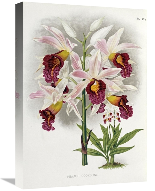 Global Gallery GCS-267552-22-142 22 in. Phajus Cocksonii Art Print - R