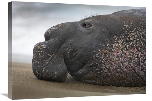 Global Gallery GCS-452209-30-142 30 in. Northern Elephant Seal Bull