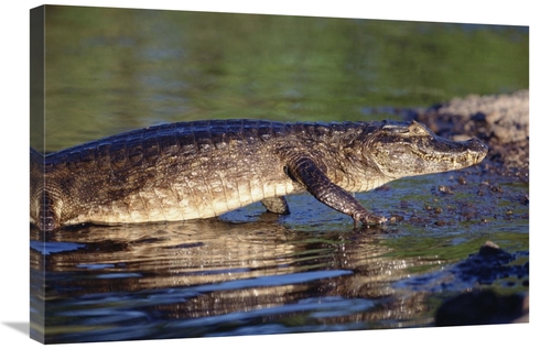 Global Gallery GCS-451487-2030-142 20 x 30 in. Jacare Caiman Portrait&
