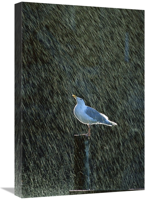 Global Gallery GCS-452534-1624-142 16 x 24 in. Glaucous-Winged Gull in