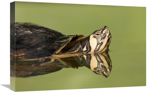 Global Gallery GCS-395302-1624-142 16 x 24 in. Yellow-Bellied Slider i