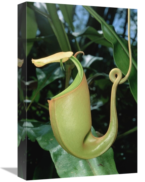 Global Gallery GCS-450976-1218-142 12 x 18 in. Pitcher Plant Traps Ins