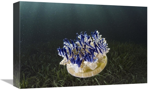 Global Gallery GCS-397920-1218-142 12 x 18 in. Upside-Down Jellyfish&#