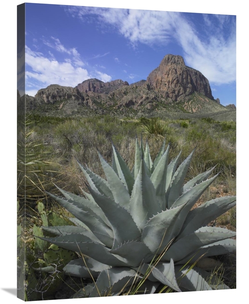 Global Gallery GCS-452190-2432-142 24 x 32 in. Agave Below Emory Peak&