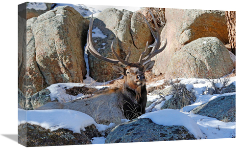 22 in. Waiting out the Snow Art Print - Vic Schendel