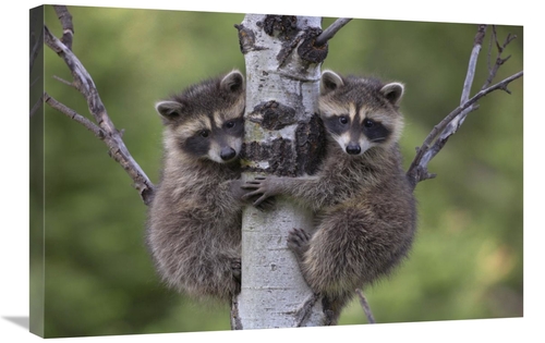 Global Gallery GCS-396250-2030-142 20 x 30 in. Raccoon Two Babies Clim