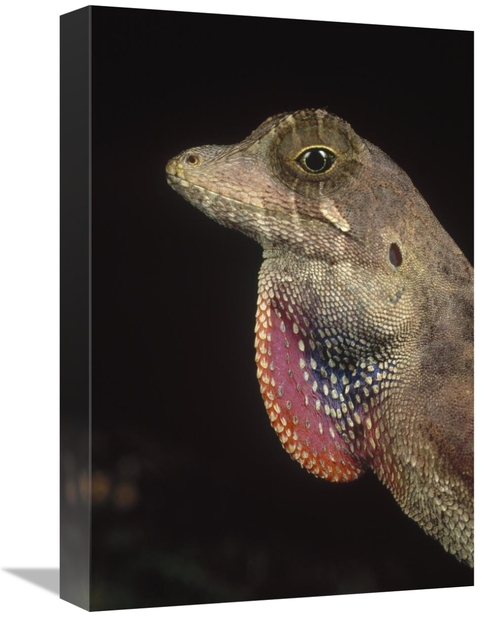 Global Gallery GCS-450923-1218-142 12 x 18 in. Anolis Lizard Portrait&