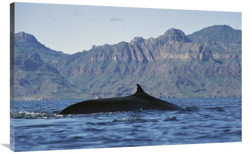 Global Gallery GCS-451692-44-142 44 in. Fin Whale At Winter Feeding Gr