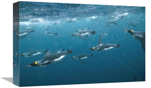 Global Gallery GCS-451048-1218-142 12 x 18 in. King Penguin Group Swim