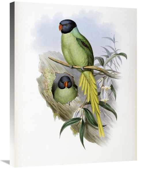 Global Gallery GCS-277788-30-142 30 in. Slaty-Headed Parakeet Art Prin