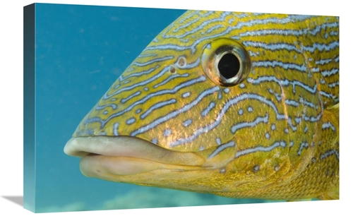 Global Gallery GCS-397915-1624-142 16 x 24 in. Painted Sweetlips, 