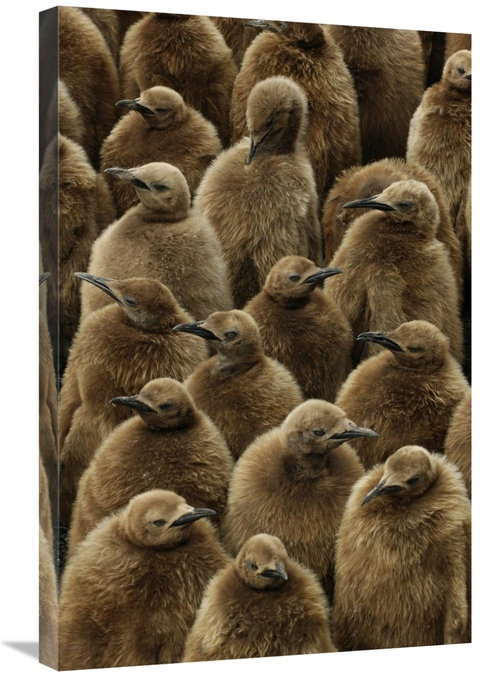 Global Gallery GCS-398285-2030-142 20 x 30 in. King Penguin Chicks&#44