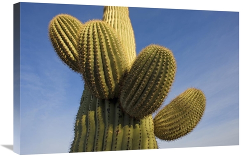 Global Gallery GCS-395311-2030-142 20 x 30 in. Saguaro Cactus, Sag