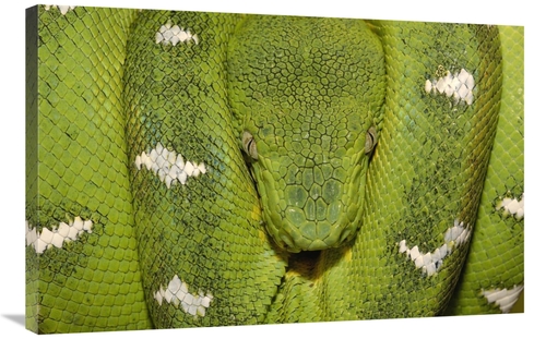 Global Gallery GCS-453188-2436-142 24 x 36 in. Emerald Tree Boa Coiled