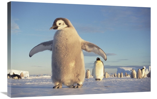 Global Gallery GCS-395582-2436-142 24 x 36 in. Emperor Penguin Chick o