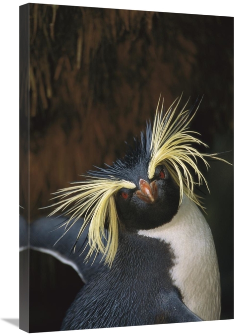 Global Gallery GCS-451806-2030-142 20 x 30 in. Rockhopper Penguin Port