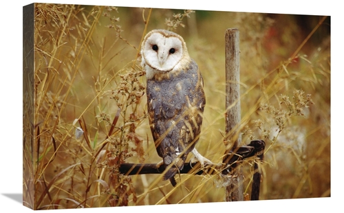 Global Gallery GCS-396582-1624-142 16 x 24 in. Barn Owl Perching Among