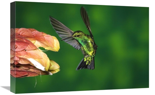 Global Gallery GCS-398306-1624-142 16 x 24 in. Western Emerald Humming