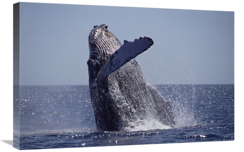Global Gallery GCS-451037-2030-142 20 x 30 in. Humpback Whale Breachin