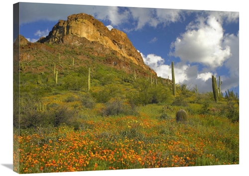 Global Gallery GCS-395948-2432-142 24 x 32 in. California Poppy & Sagu