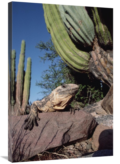 24 x 36 in. Common Chuckwalla Basking Amid Cardon Cactus, Baja Cal