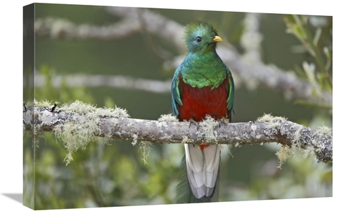 Global Gallery GCS-396061-1624-142 16 x 24 in. Resplendent Quetzal Mal