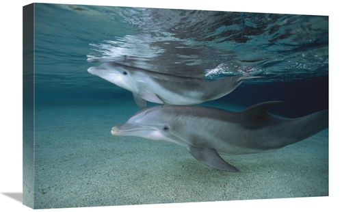 Global Gallery GCS-450945-1624-142 16 x 24 in. Bottlenose Dolphin Adul