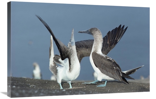 Global Gallery GCS-451096-2436-142 24 x 36 in. Blue-Footed Booby Sky P