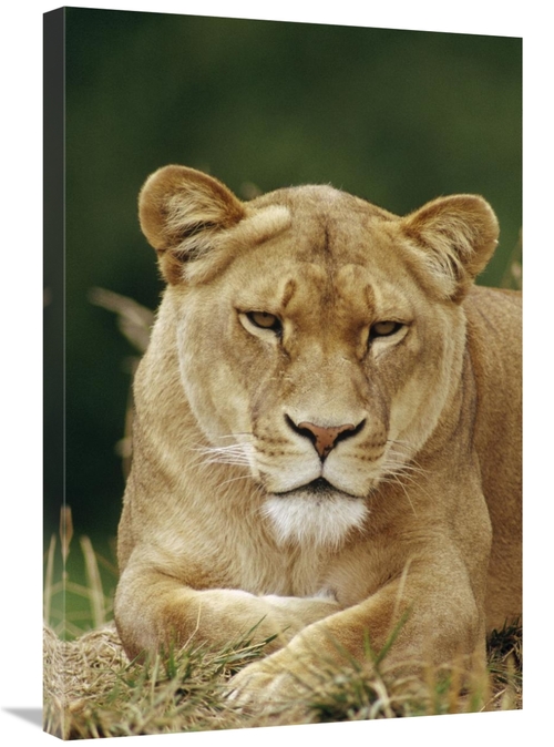 Global Gallery GCS-452912-2030-142 20 x 30 in. African Lion Female Por