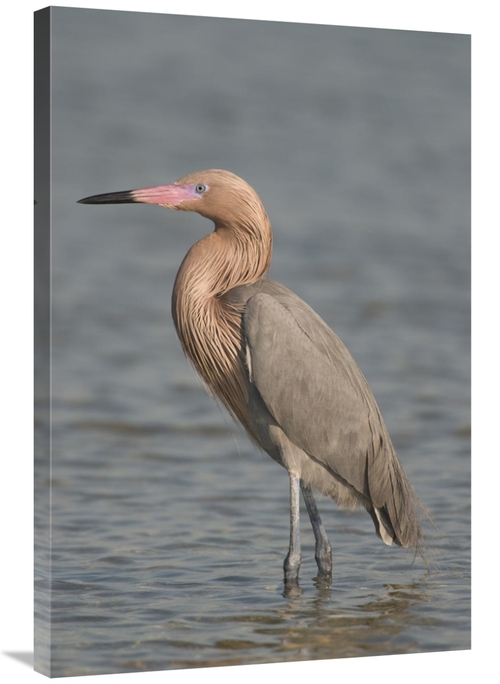 Global Gallery GCS-397308-2436-142 24 x 36 in. Reddish Egret, Fort