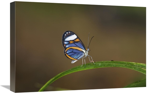 Global Gallery GCS-452684-1624-142 16 x 24 in. Glasswing on Leaf, 