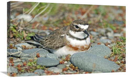 Global Gallery GCS-397460-30-142 30 in. Double-Banded Plover on Ground