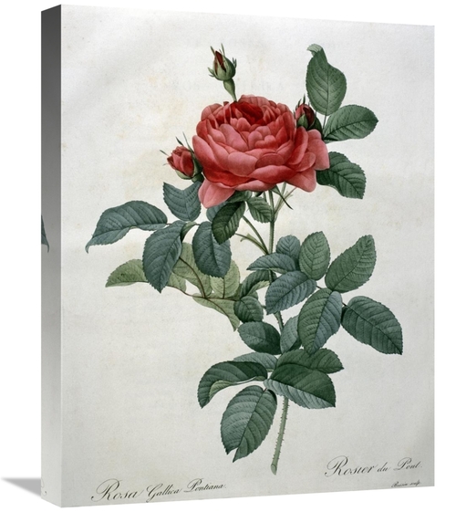 Global Gallery GCS-279565-22-142 22 in. Rosa Gallica - Pontiana Art Pr