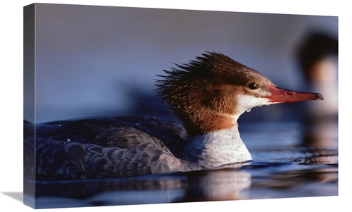 Global Gallery GCS-396256-1624-142 16 x 24 in. Common Merganser Female