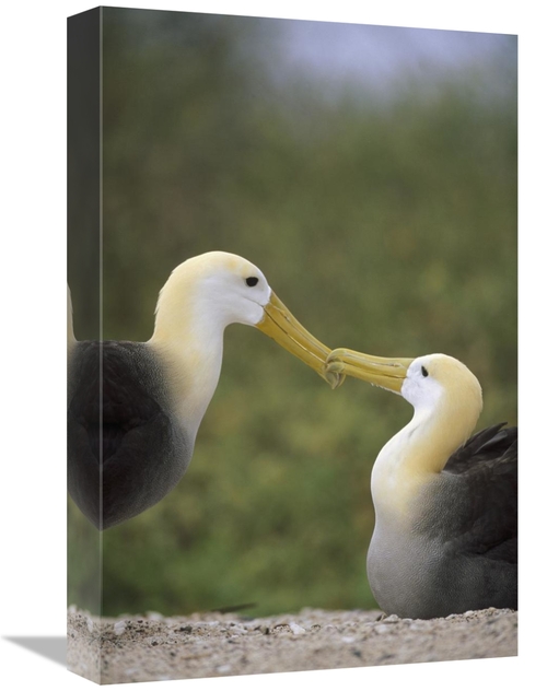 Global Gallery GCS-451409-1218-142 12 x 18 in. Waved Albatross Pair Bo