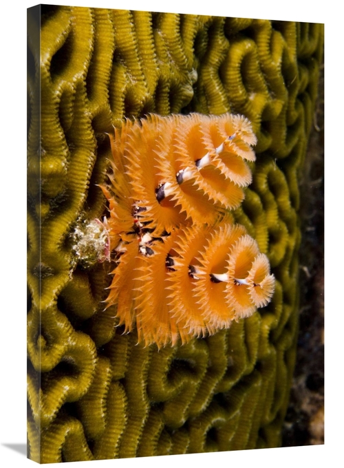 Global Gallery GCS-397894-2030-142 20 x 30 in. Christmas Tree Worm Fil