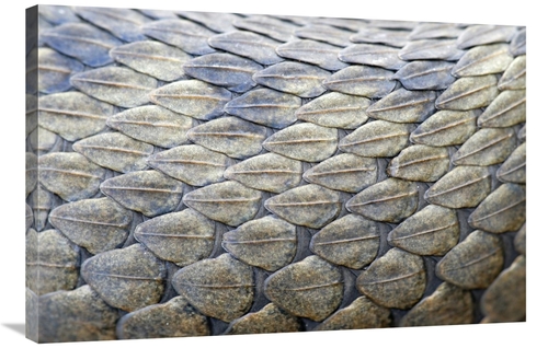 Global Gallery GCS-397532-2436-142 24 x 36 in. Common Viper Scales Art