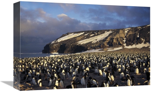 Global Gallery GCS-451414-1218-142 12 x 18 in. Adelie Penguin Dense Co