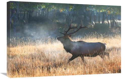 Global Gallery GCS-486546-30-142 30 in. Morning Trot Art Print - Vic S