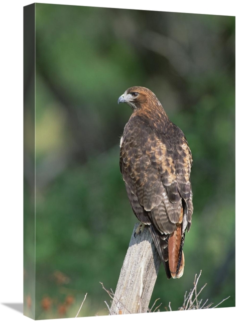 Global Gallery GCS-452354-1624-142 16 x 24 in. Red-Tailed Hawk Perchin