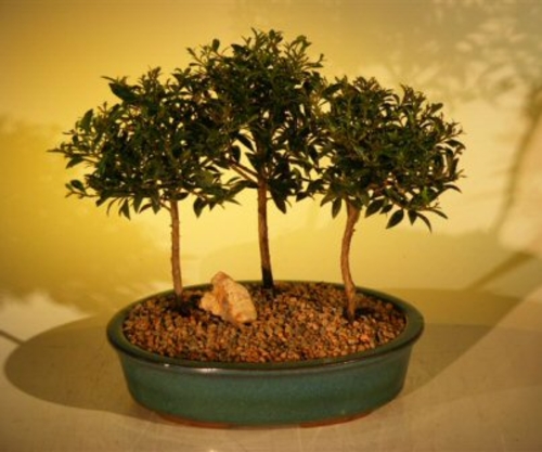 Flowering Brush Cherry Bonsai Tree Three (3) Tree Forest Group