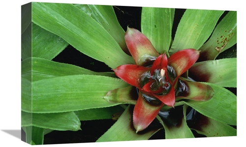 Global Gallery GCS-452865-1218-142 12 x 18 in. Orange Star Bromeliad C