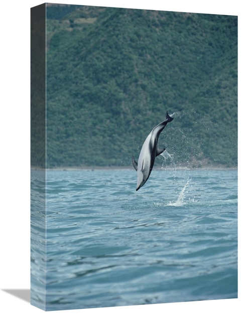 Global Gallery GCS-450680-1218-142 12 x 18 in. Dusky Dolphin Jumping&#