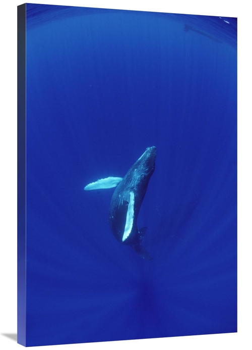 Global Gallery GCS-450809-2436-142 24 x 36 in. Humpback Whale Calf Wat