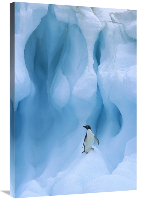 Global Gallery GCS-397777-2436-142 24 x 36 in. Adelie Penguin on Icebe