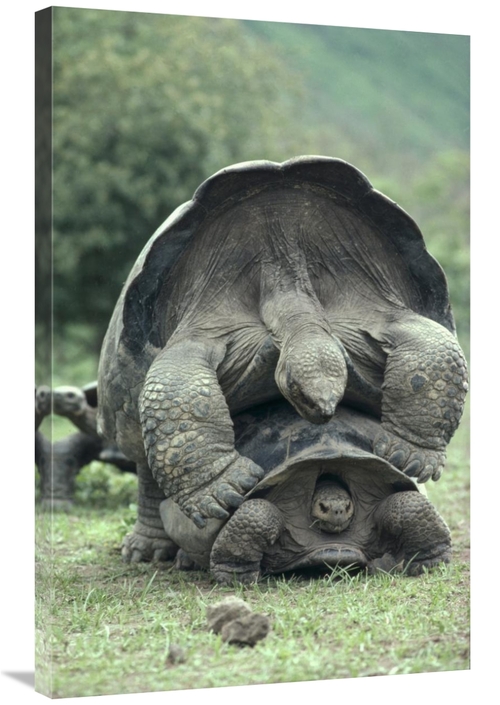 Global Gallery GCS-451275-2436-142 24 x 36 in. Galapagos Giant Tortois