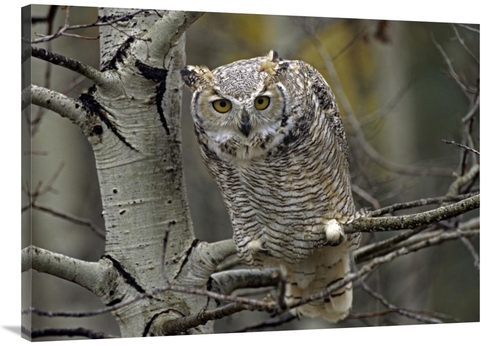 Global Gallery GCS-396642-3040-142 30 x 40 in. Great Horned Owl Pale F