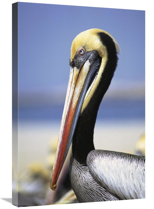 Global Gallery GCS-451076-2030-142 20 x 30 in. Peruvian Pelican in Bre