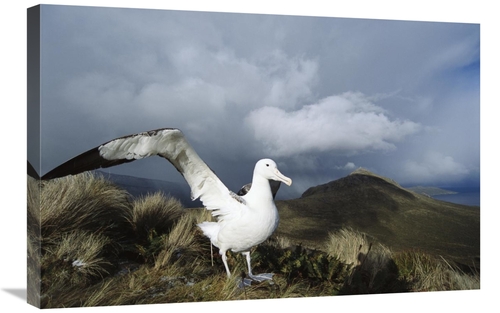 Global Gallery GCS-451596-2030-142 20 x 30 in. Southern Royal Albatros