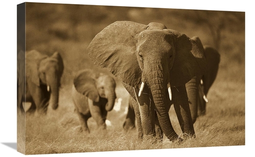 Global Gallery GCS-453711-1624-142 16 x 24 in. African Elephant Group&